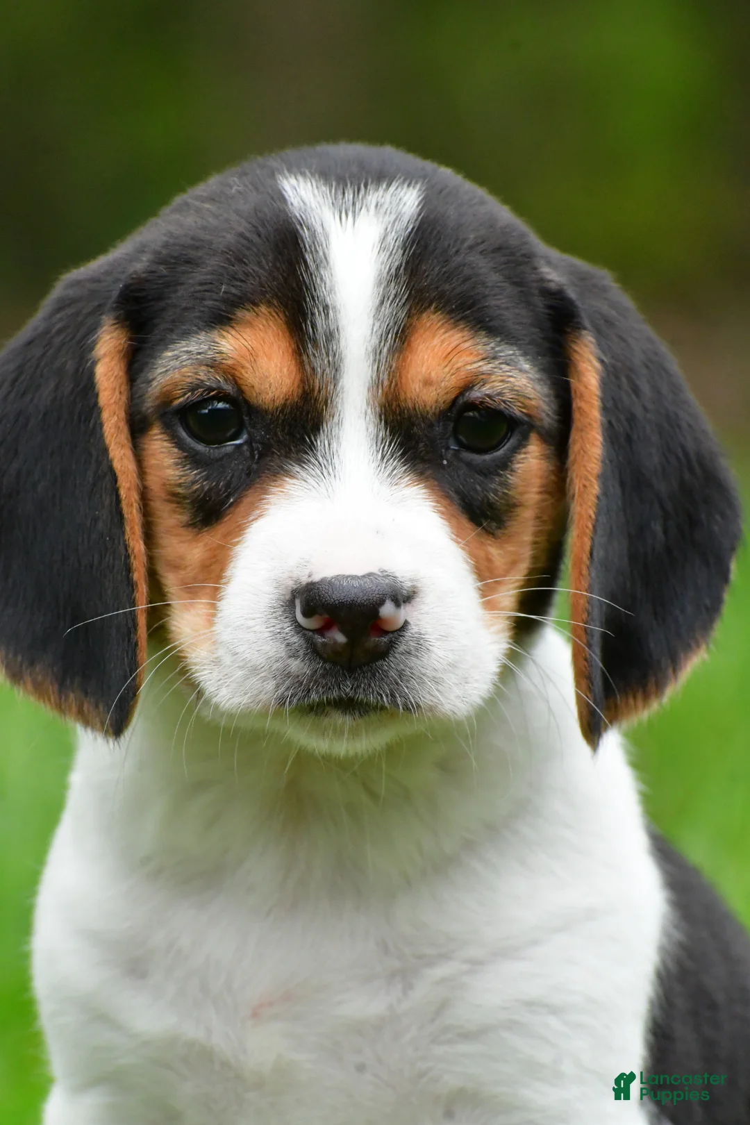 Beagle dogs for sale: Bee - Ad 1