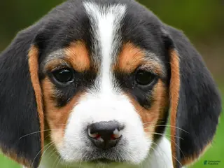 Beagle dogs for sale: Bee - Ad 2
