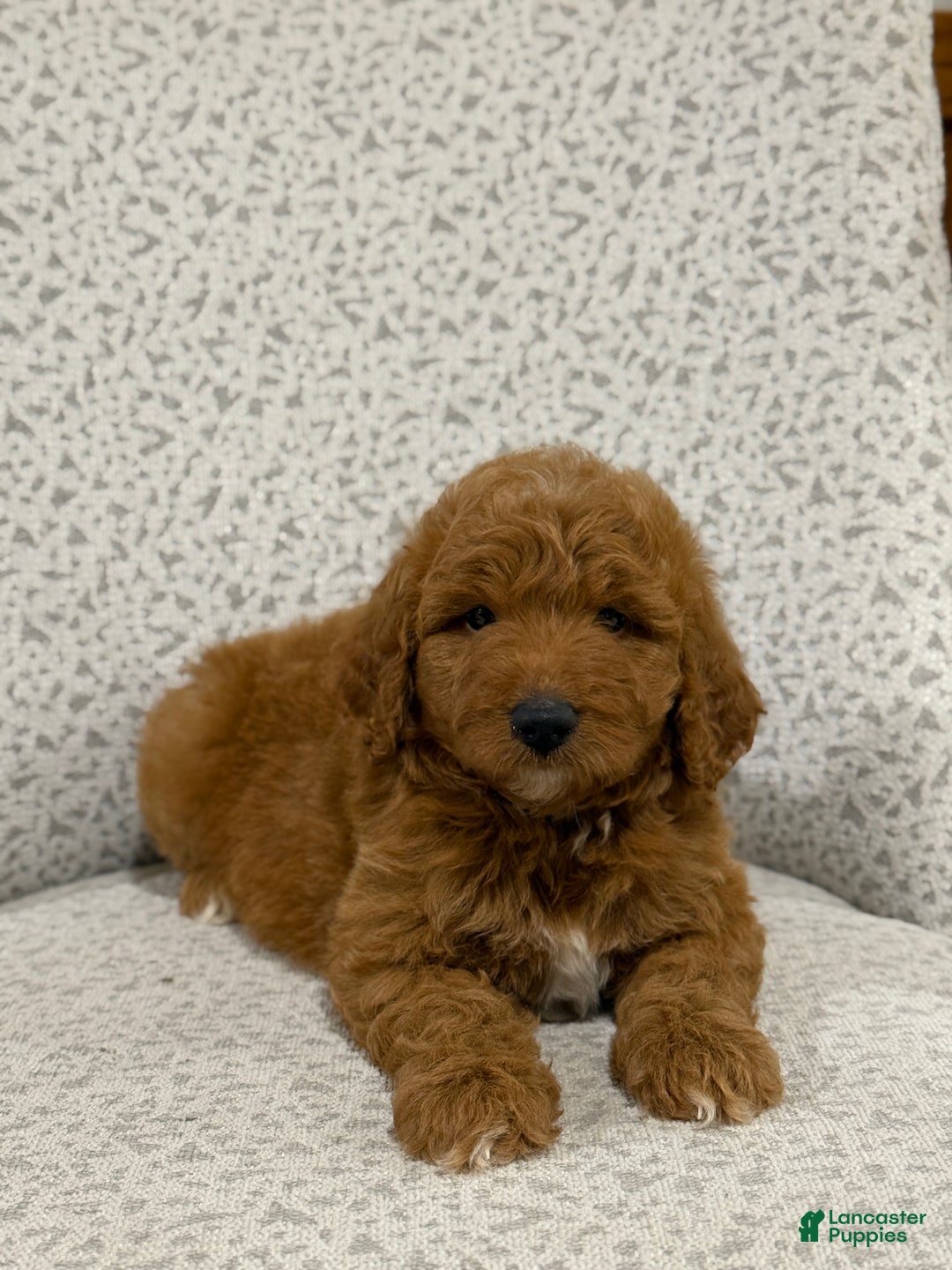 Goldendoodle dogs for sale: Pearl - Ad 7