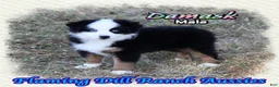Miniature Australian Shepherd dogs for sale: Damask - Ad 2