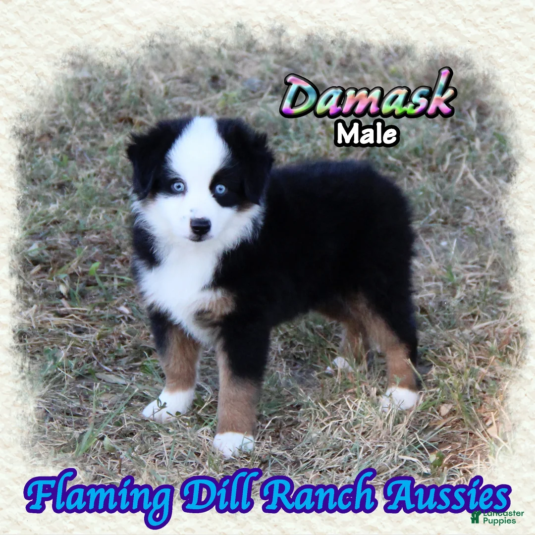 Miniature Australian Shepherd dogs for sale: Damask - Ad 2