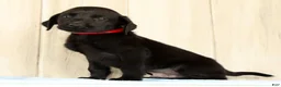 Labrador Retriever dogs for sale: Banner - Ad 6