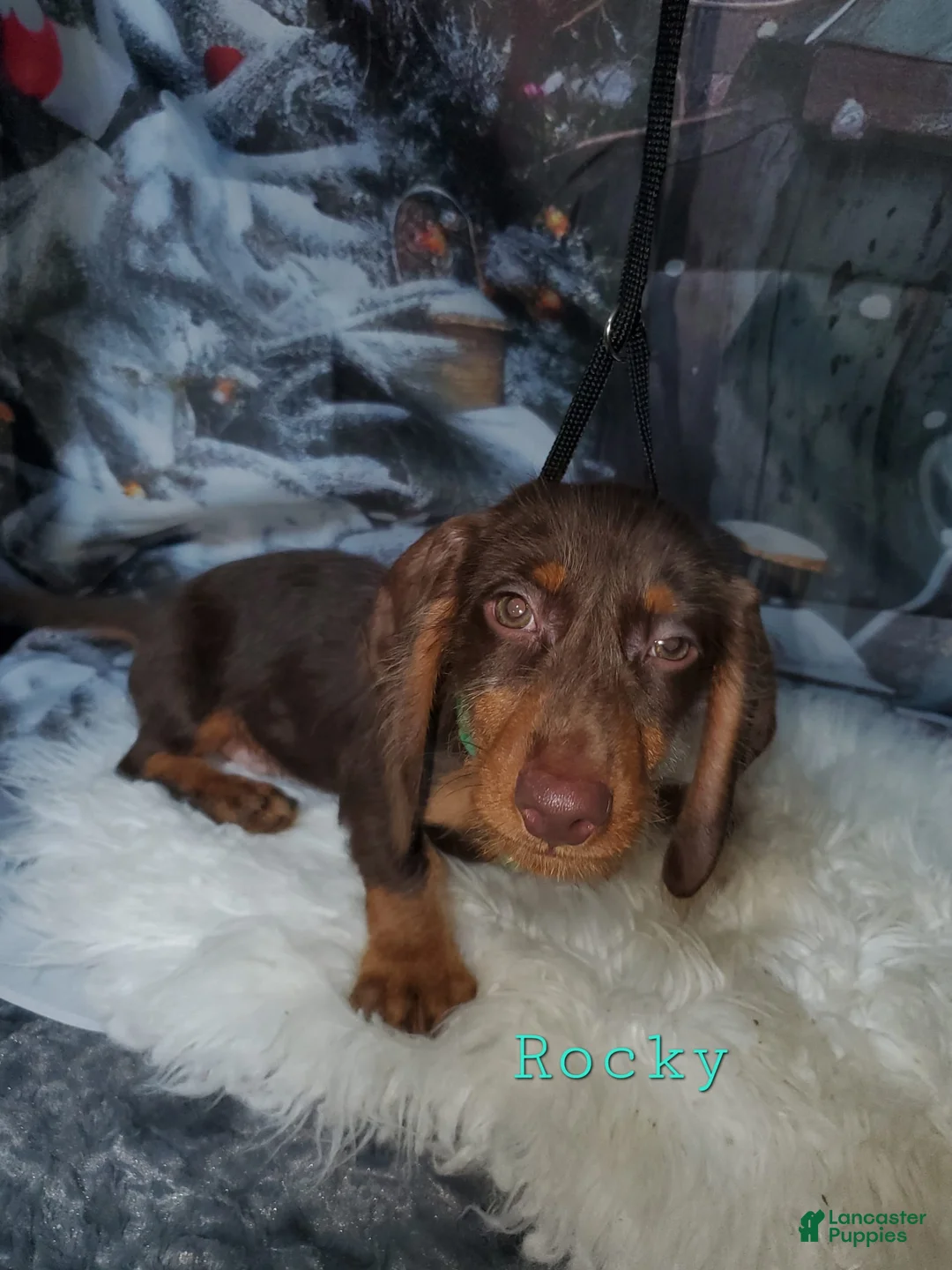 Dachshund dogs for sale: Rockin Robin - Ad 3