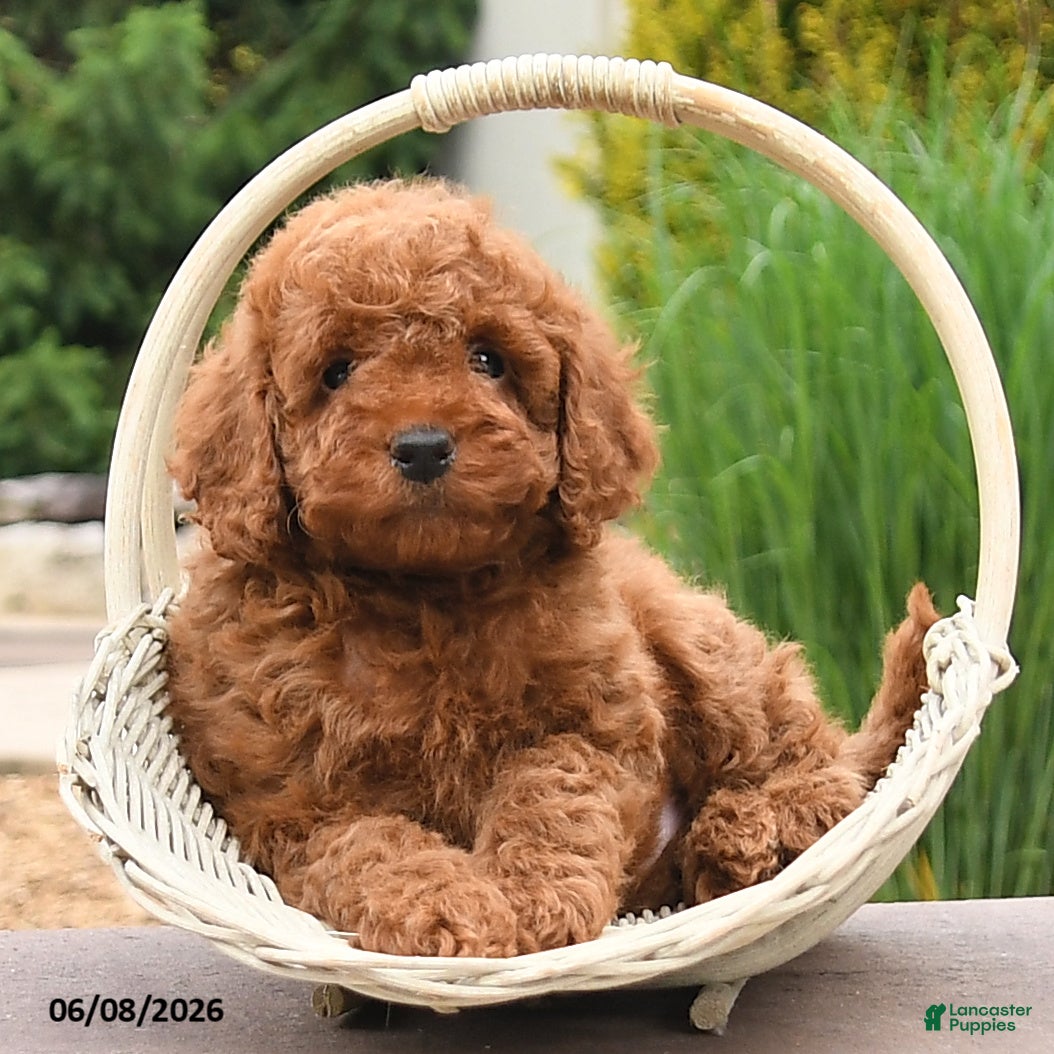 Miniature Poodle dogs Eddie - Ad 2