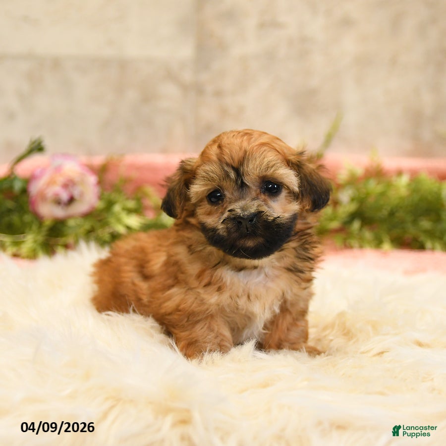 Teddy Bear dogs Tara - Ad 2