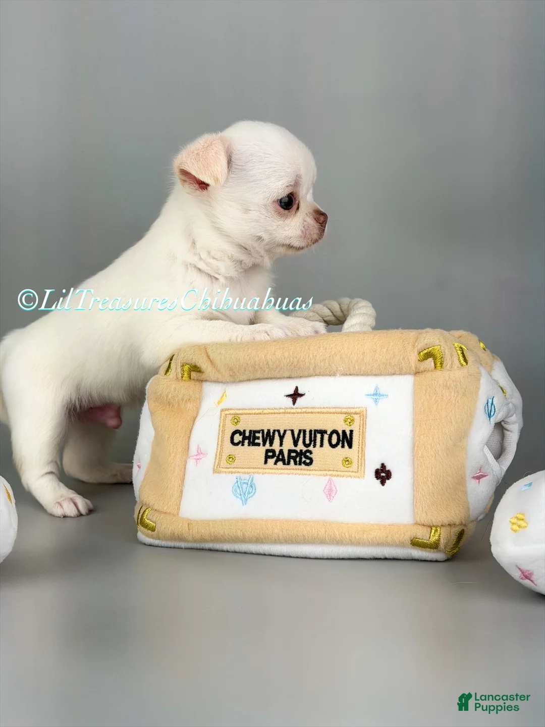 Chihuahua dogs for sale: Jerry - Ad 2