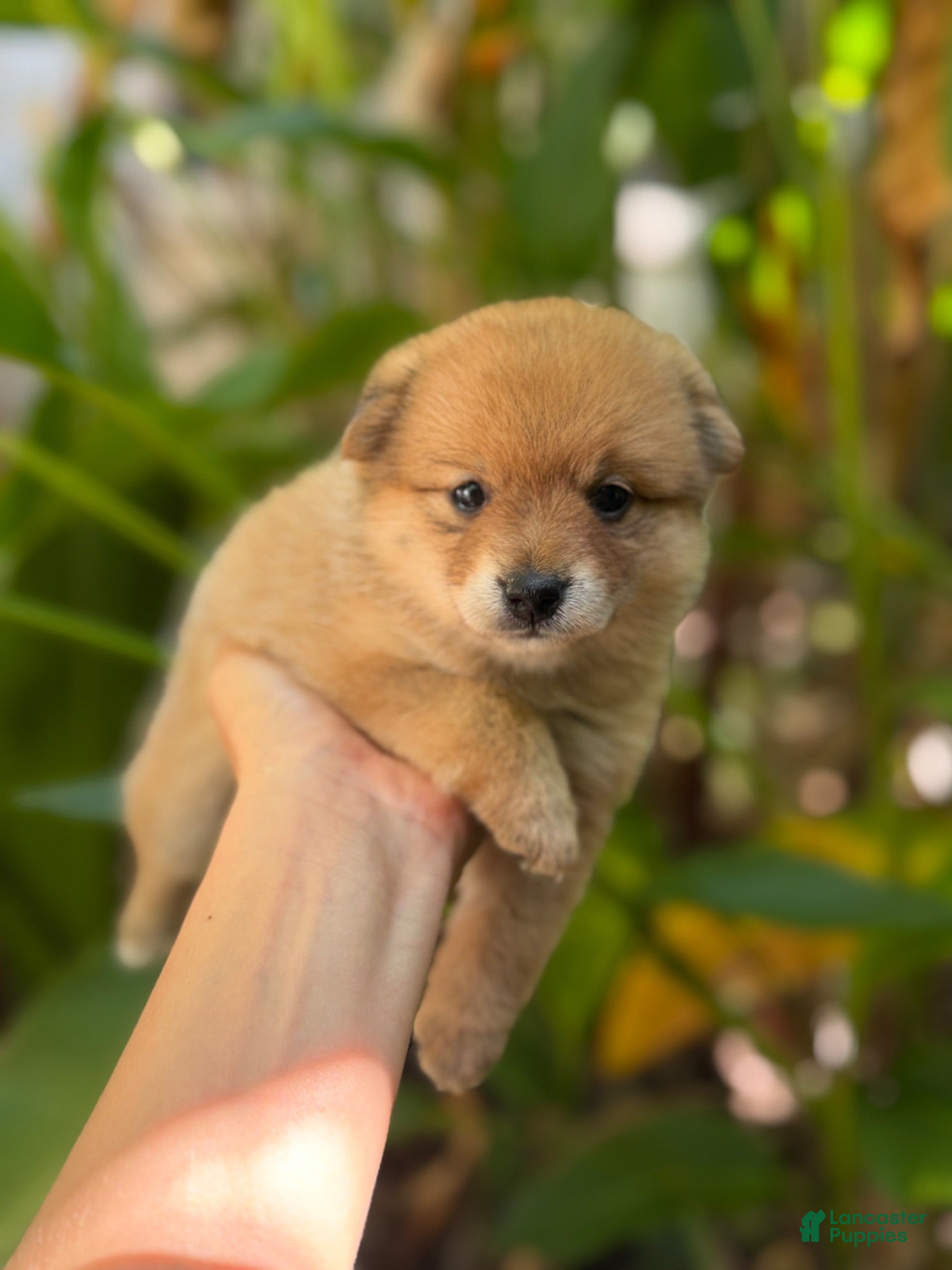 Mixed Breed dogs Honey - Ad 34