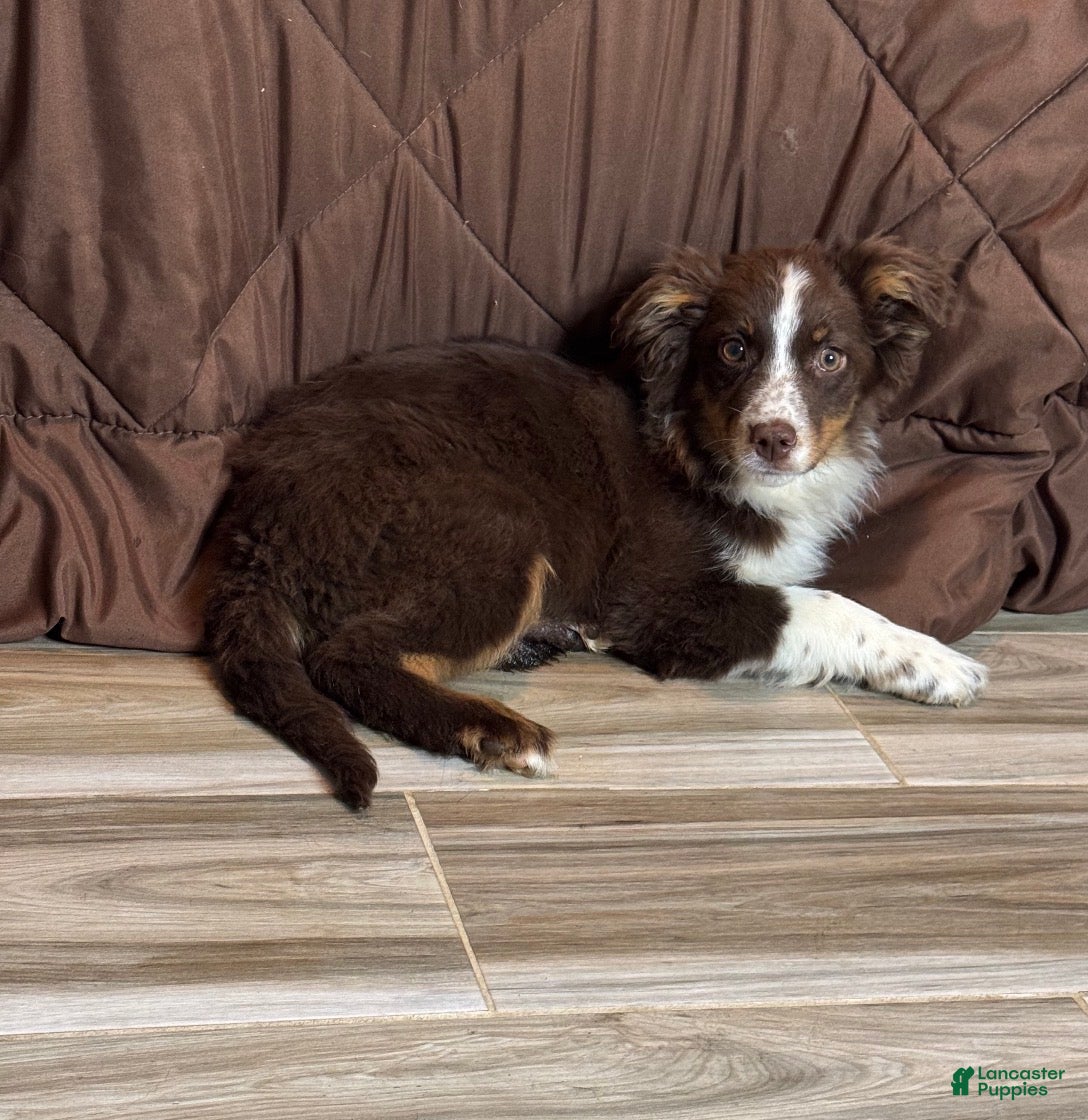 Anatolian Shepherd dogs Anatolian Shepherd Puppy 4 - Ad 7