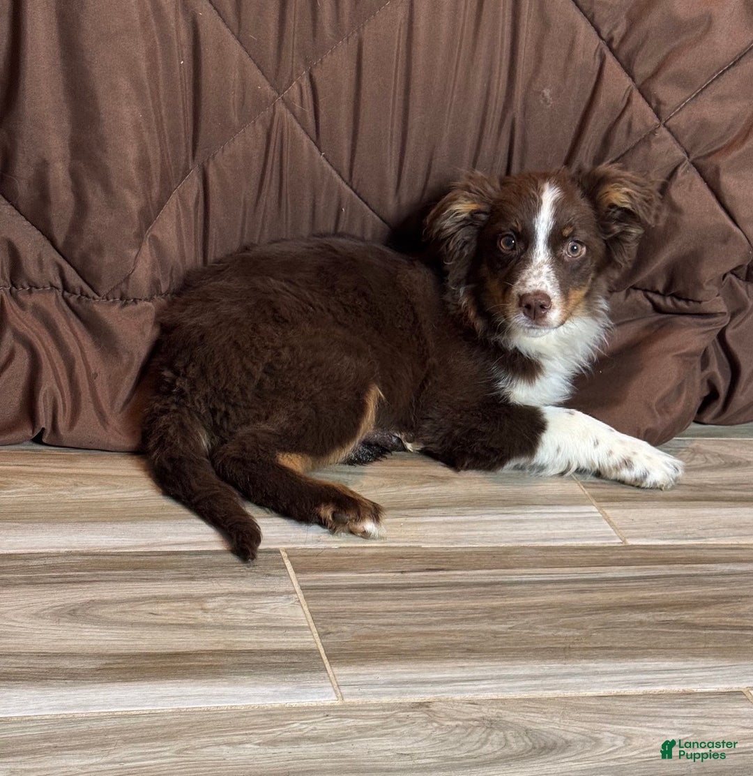 Anatolian Shepherd dogs for sale: Anatolian Shepherd Puppy 4 - Ad 1