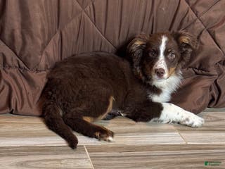 Anatolian Shepherd dogs Australian Shepherd Puppy 4 - Ad 26