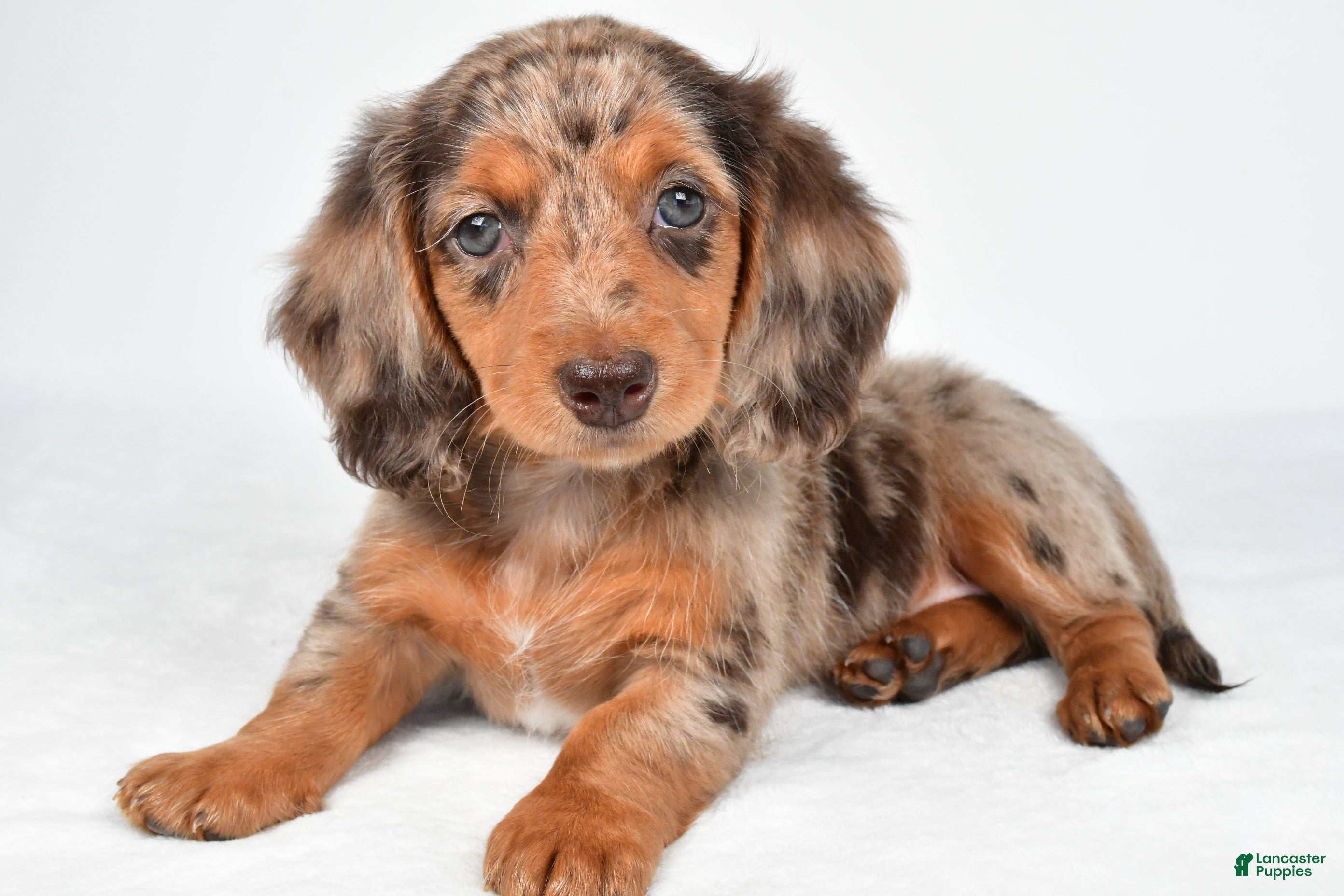 Miniature Dachshund dogs Chloe - Ad 1