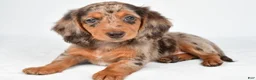 Miniature Dachshund dogs for sale: Chloe - Ad 1