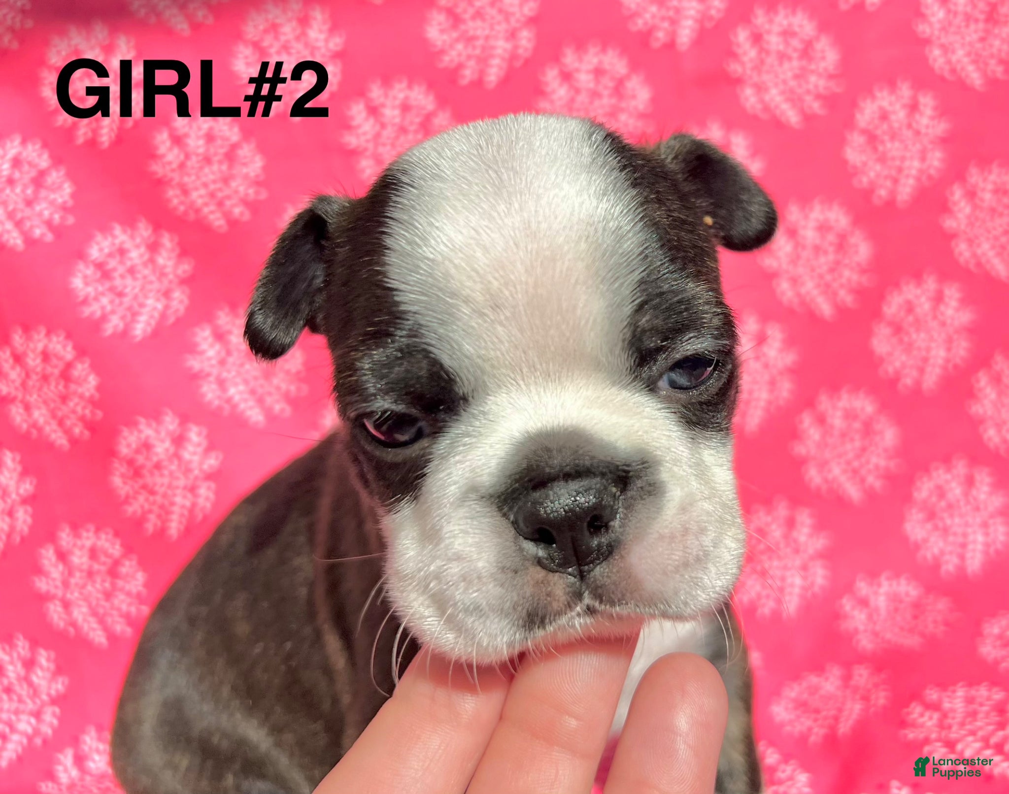 Boston Terrier dogs Boston Terrier Puppy 2 - Ad 1