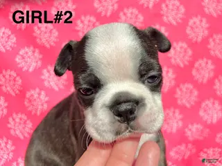 Boston Terrier dogs for sale: Boston Terrier Puppy 2 - Ad 3