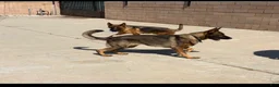German Shepherd dogs for sale: Bear - Ad 2