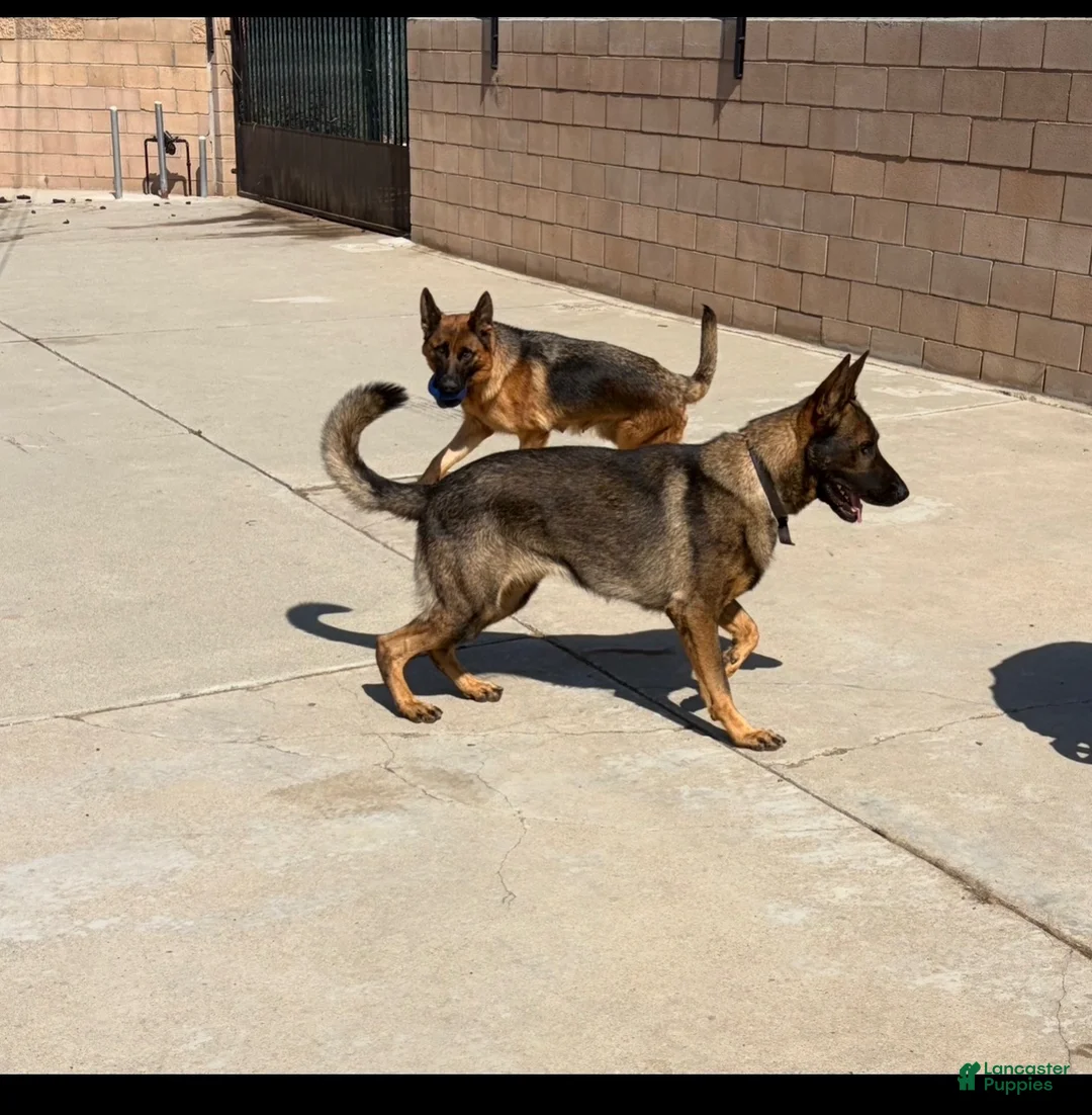 German Shepherd dogs for sale: Bear - Ad 2