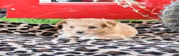 Pomapoo dogs for sale: Ophelia - Ad 3
