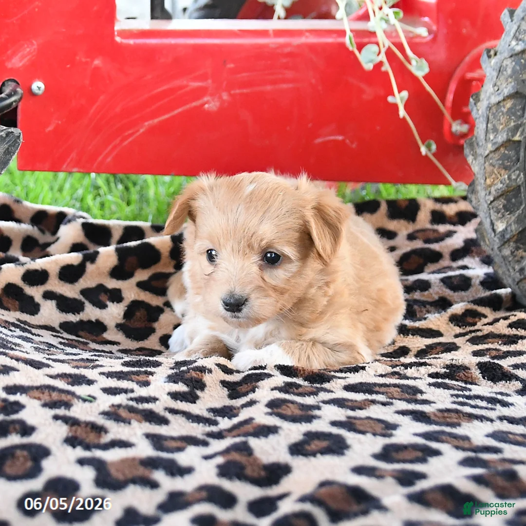 Pomapoo dogs for sale: Ophelia - Ad 3