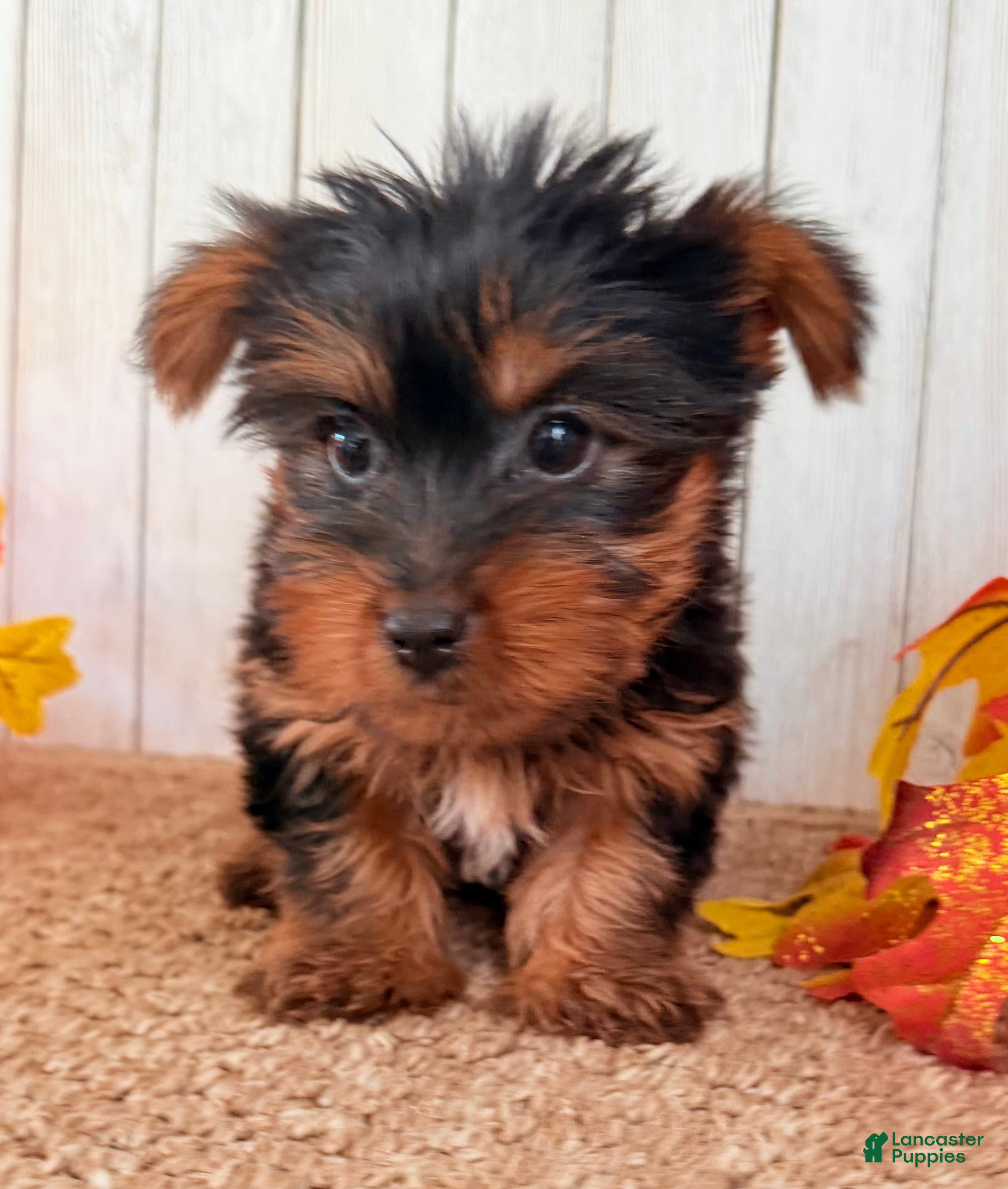 Yorkshire Terrier dogs for sale: Sugar Female AKC Yorkshire Terrier - Ad 2