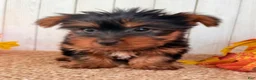 Yorkshire Terrier dogs for sale: Sugar Female AKC Yorkshire Terrier - Ad 2