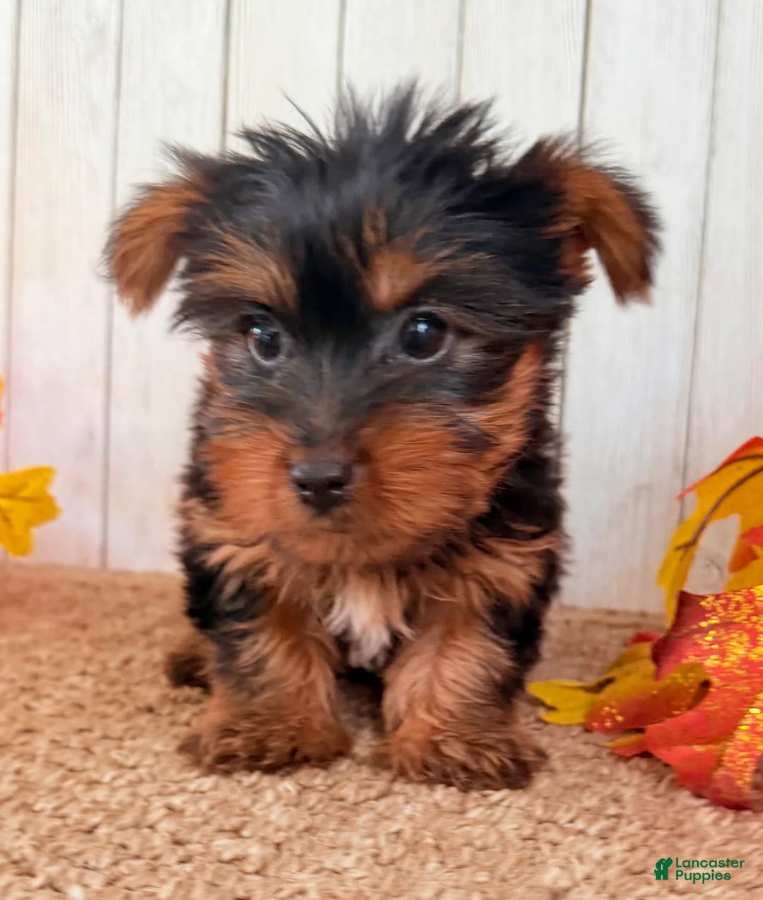 Yorkshire Terrier dogs for sale: Sugar Female AKC Yorkshire Terrier - Ad 2
