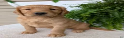 Golden Retriever dogs for sale: Honey  - Ad 11