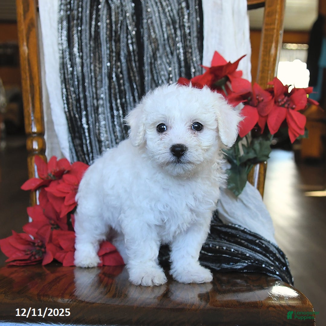 Bichon Frise dogs for sale: Diamond - Ad 4