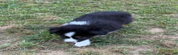 Australian Shepherd dogs for sale: Mr. Fluffy - Ad 10