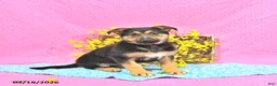 German Shepherd dogs for sale: Skylor - Ad 2