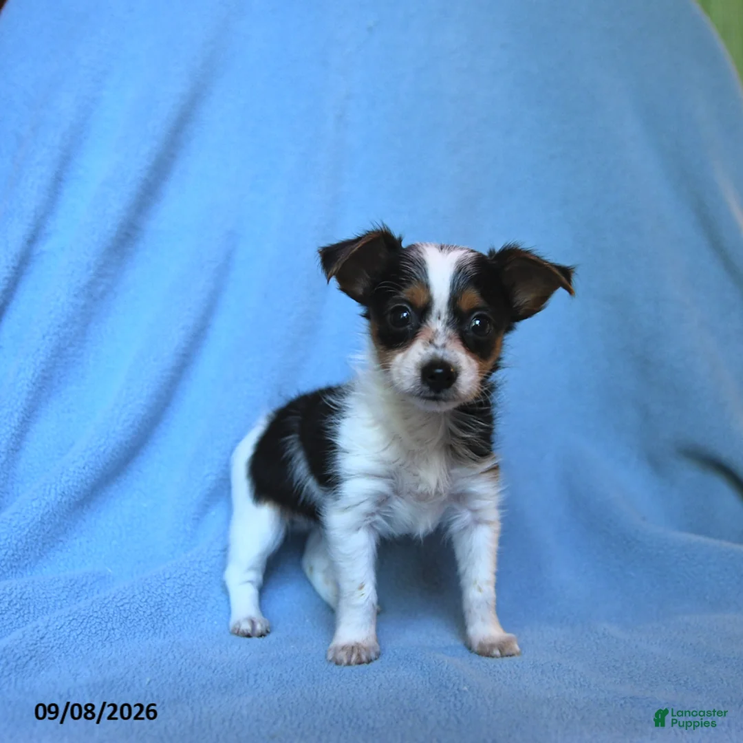 Mixed Breed dogs for sale: Flossie - Ad 1