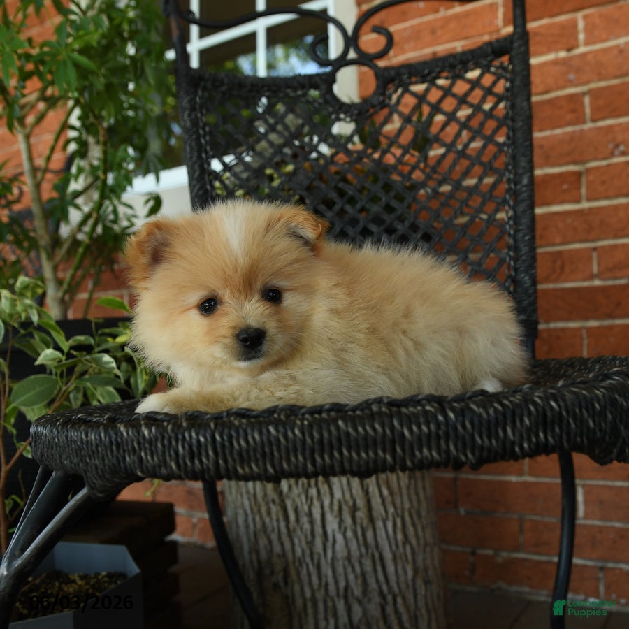 Pomeranian dogs for sale: Garfield - Ad 2