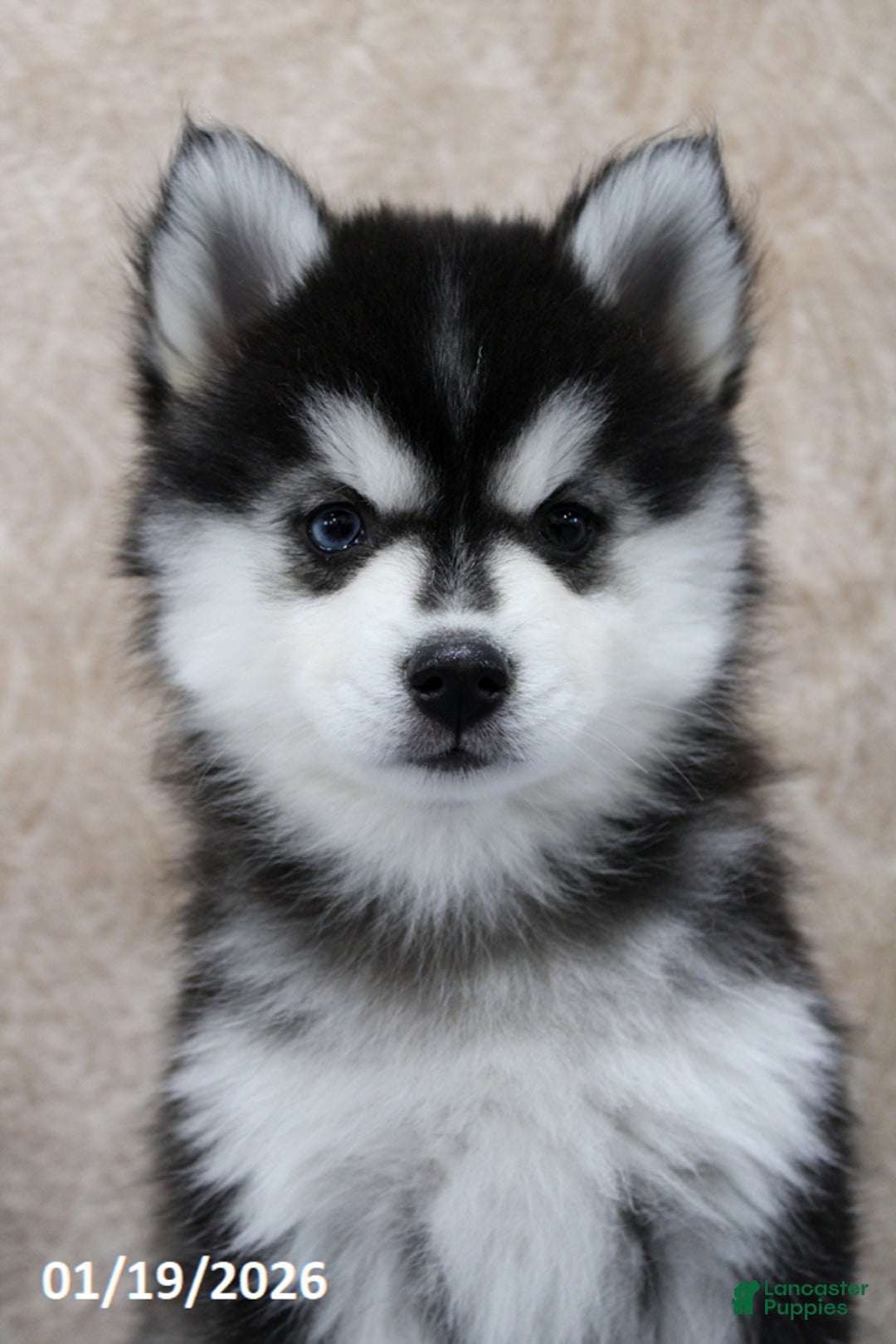 Pomsky dogs for sale: Celia - Ad 4