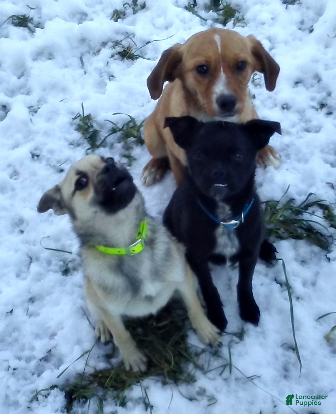 Mixed Breed dogs for sale: Bandit - Ad 24