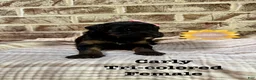 Bernedoodle dogs for sale: Carly - Ad 4