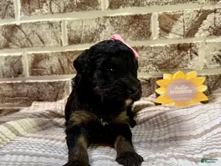 Bernedoodle dogs Carly - Ad 37