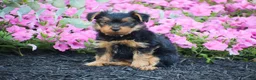 Yorkshire Terrier dogs for sale: Chester - Ad 3