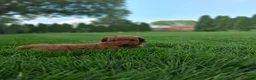 Toy Poodle dogs for sale: Tucker - Ad 3