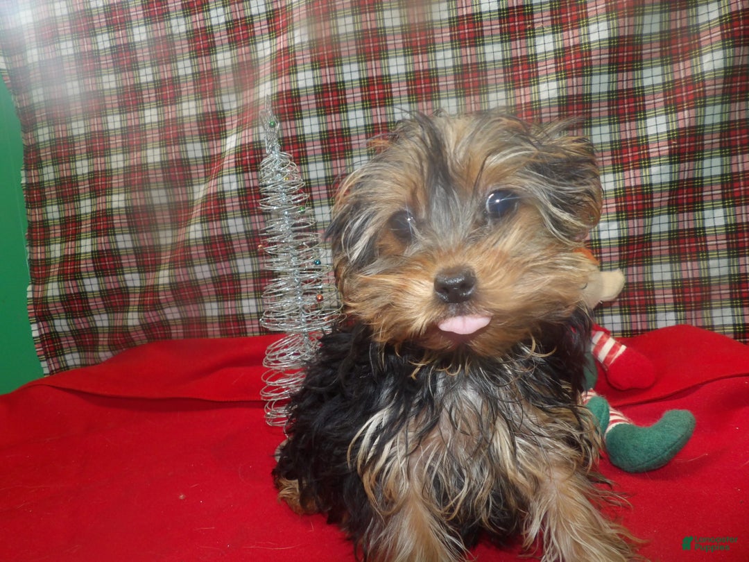 Yorkshire Terrier dogs for sale: Stacy - Ad 4