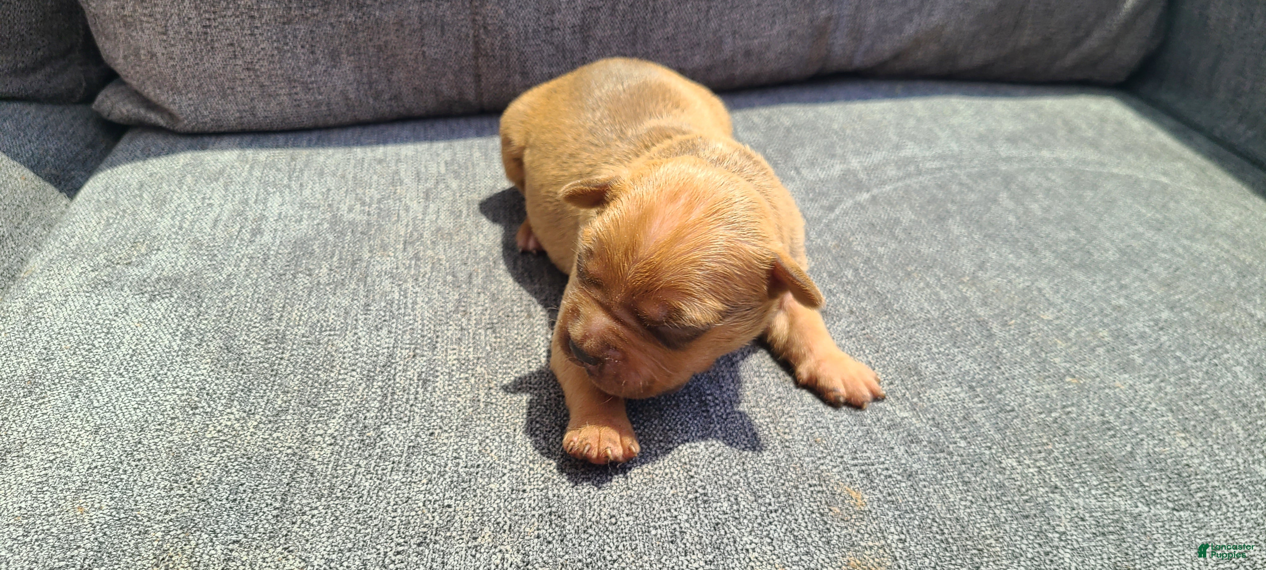 American Bully dogs Bella - Ad 1
