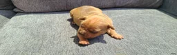 American Bully dogs for sale: Bella - Ad 1