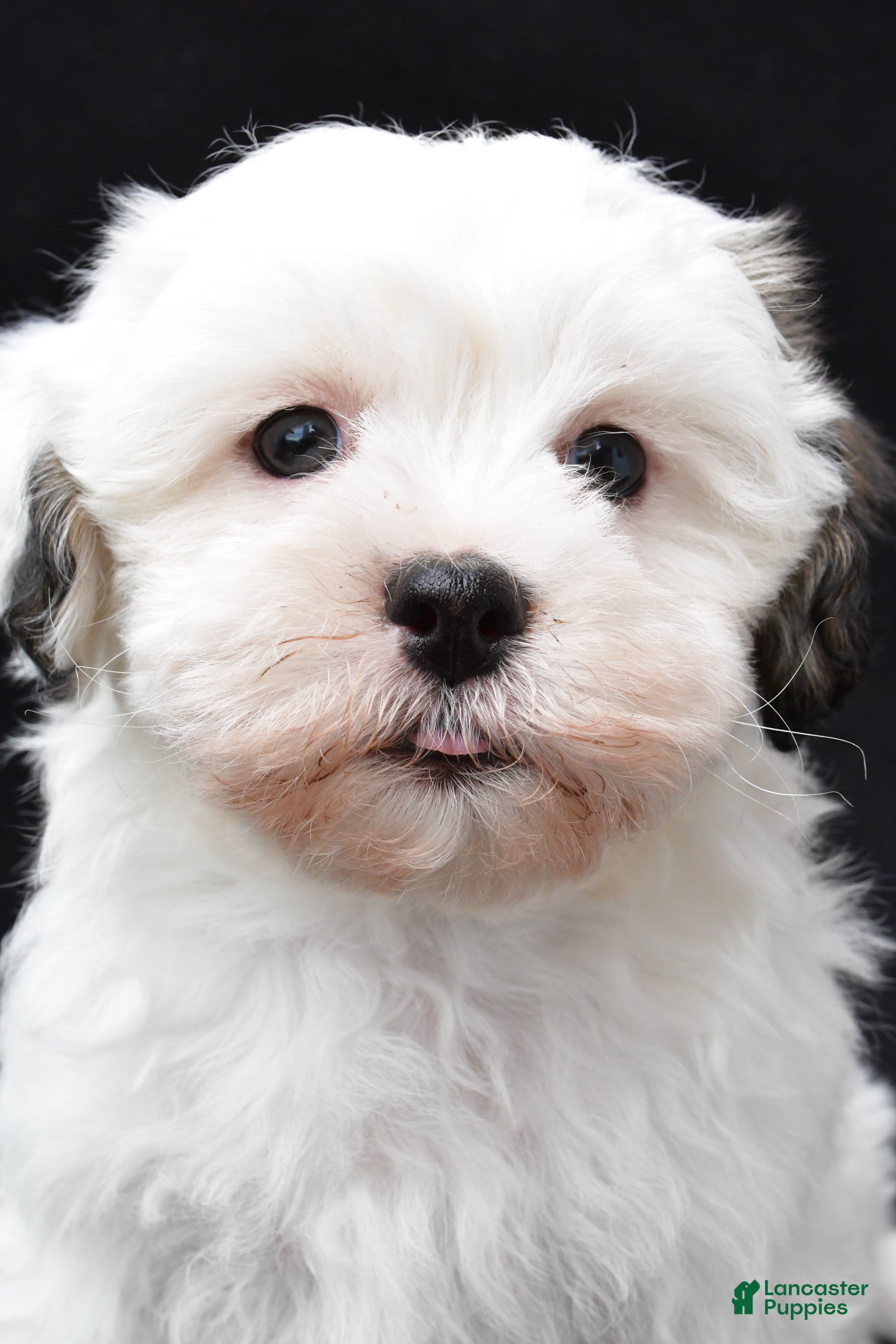 Shihpoo dogs Robin - Ad 2