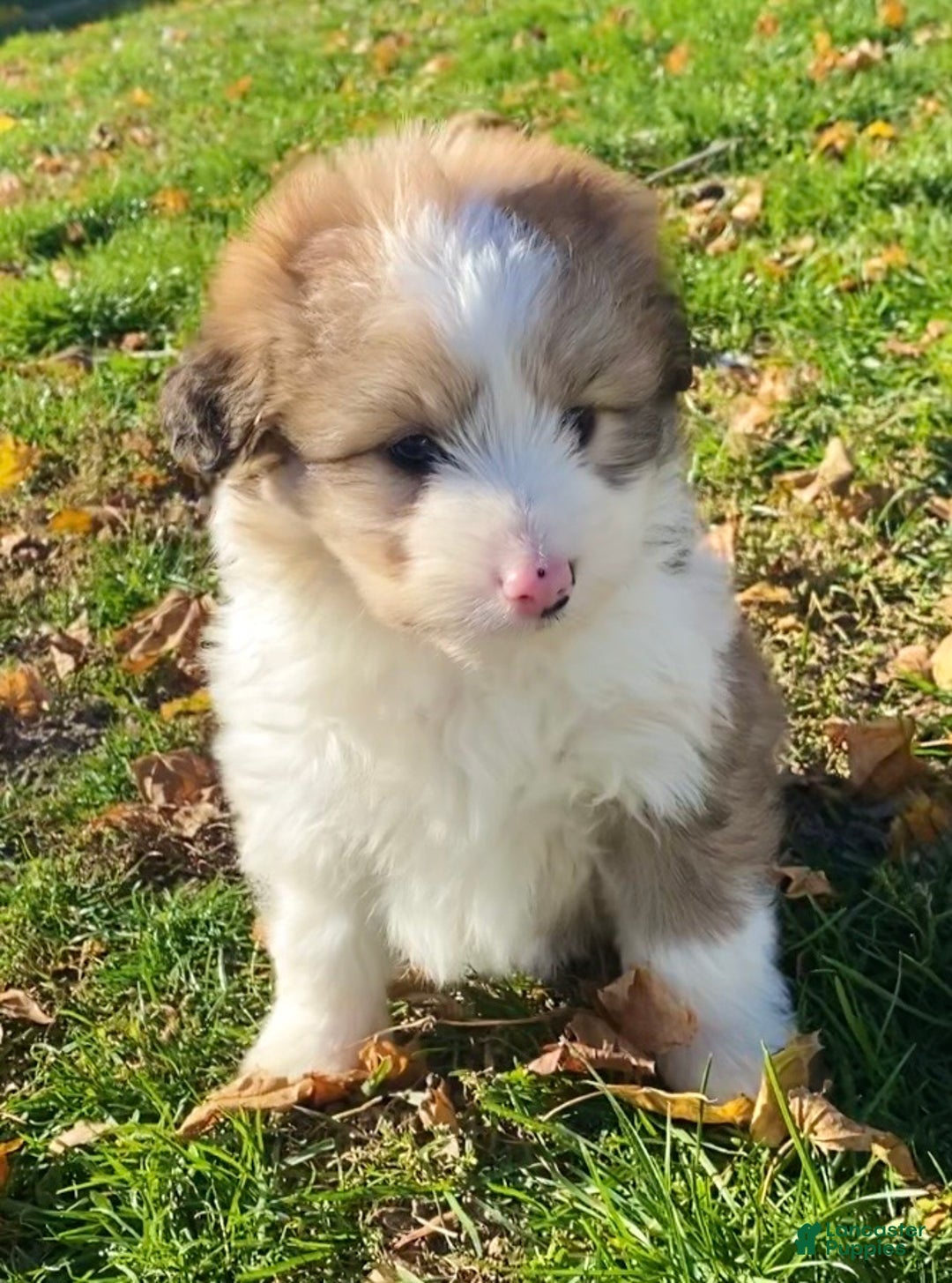 Mini Aussiedoodle dogs for sale: Charlie - Ad 1