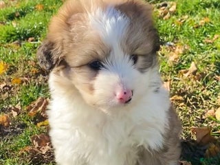 Mini Aussiedoodle dogs Charlie - Ad 39
