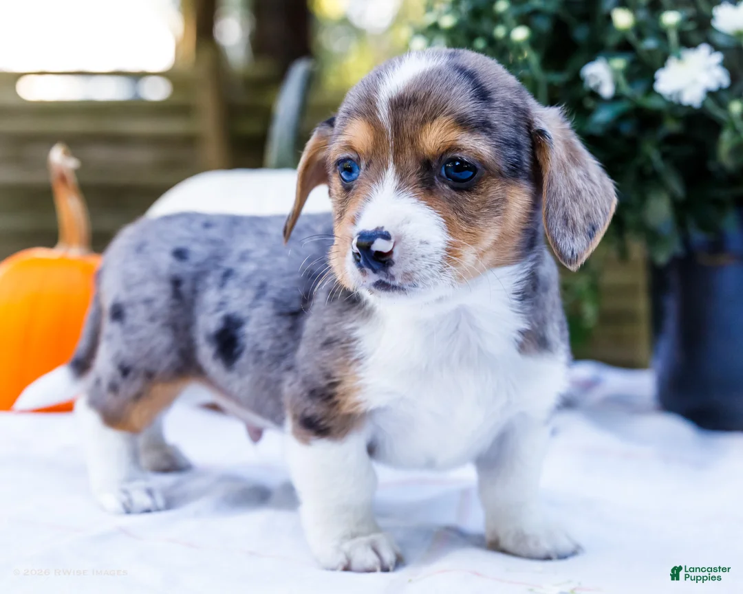 Mixed Breed dogs for sale: Pepper - Ad 1