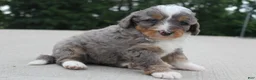 Mini Bernedoodle dogs for sale: Callie - Ad 3