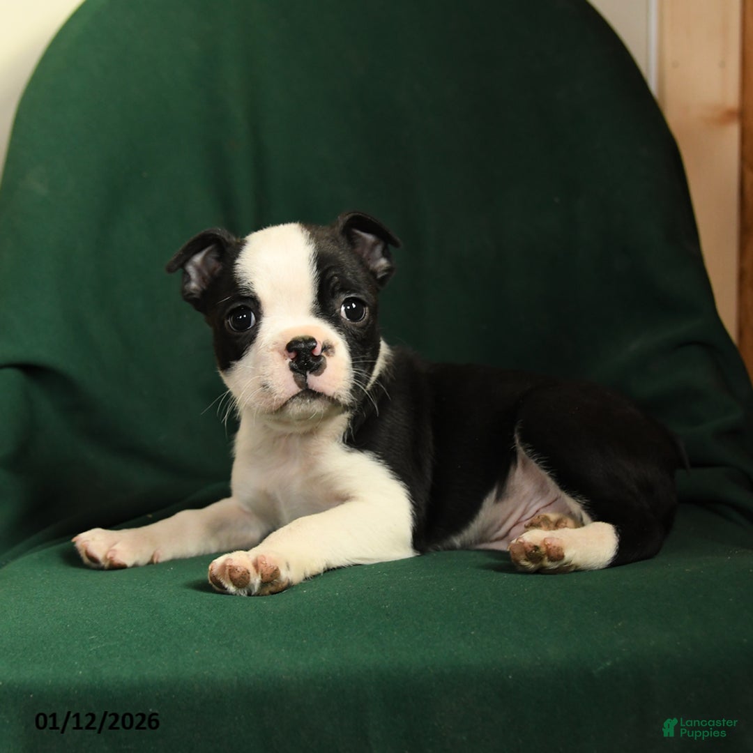 Boston Terrier dogs for sale: Felix - Ad 3