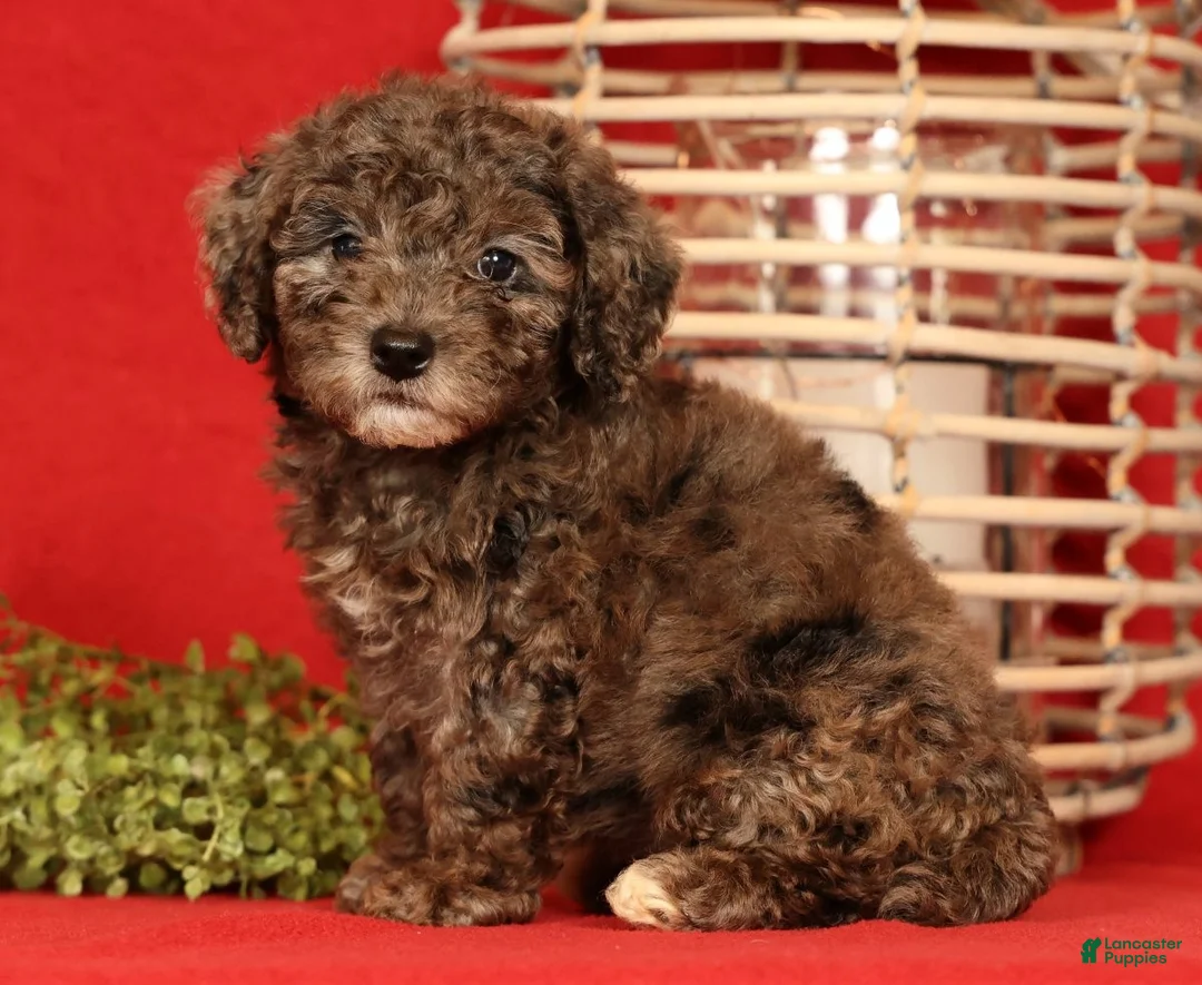 Miniature Poodle dogs for sale: Maggie - Ad 2