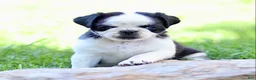 Pug dogs for sale: Bonnie - Ad 4