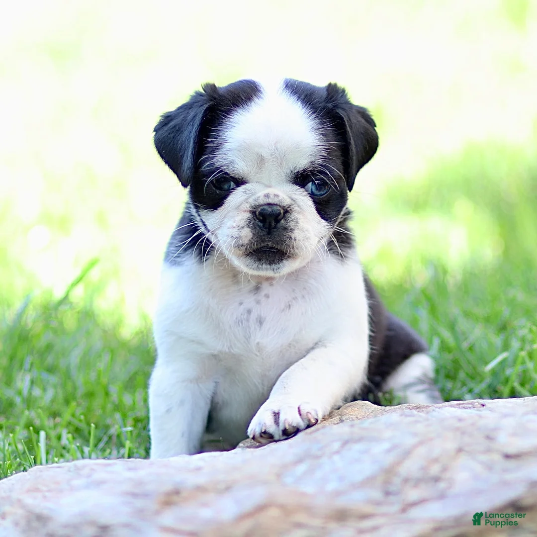 Pug dogs for sale: Bonnie - Ad 4