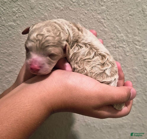 Toy Poodle dogs for sale: Dijon_Male - Ad 1
